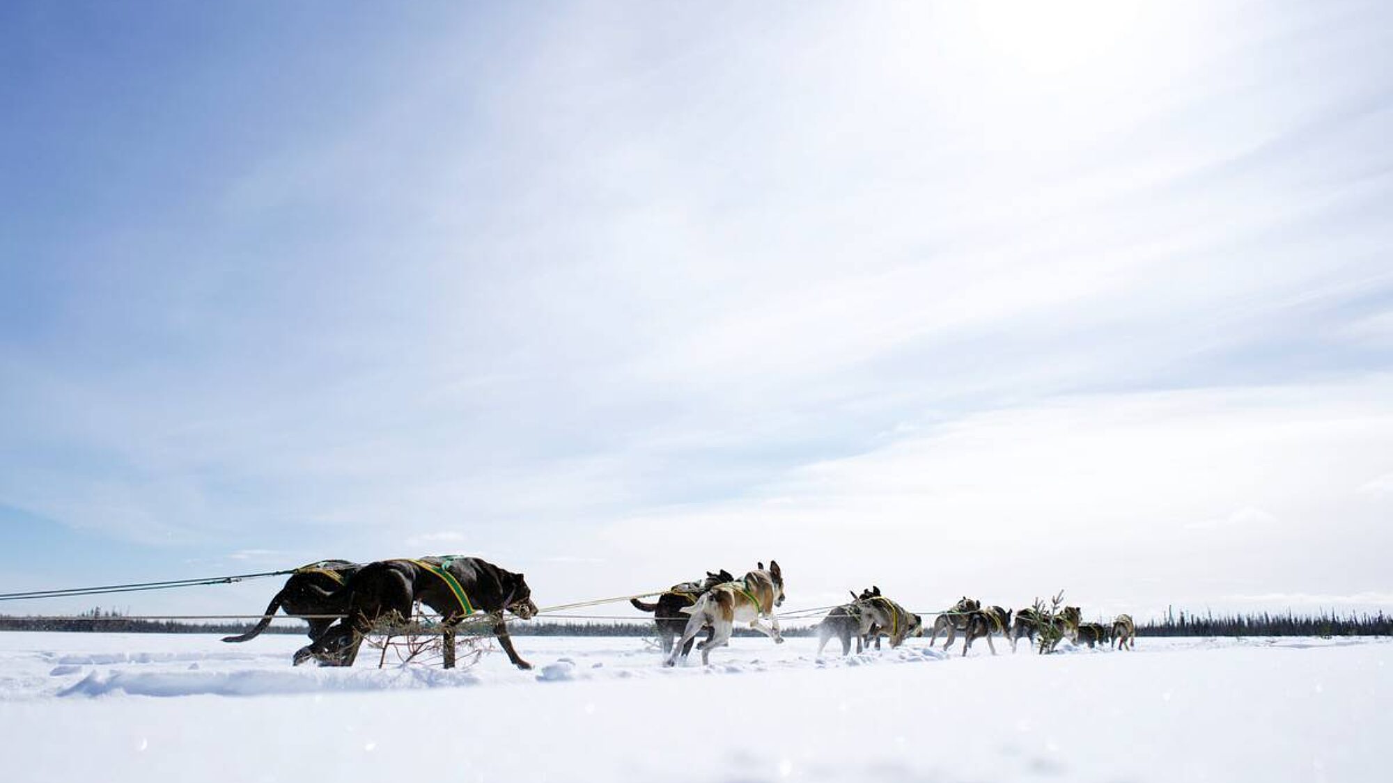 Dogs sledding across an open snowy area under a bright winter sky
