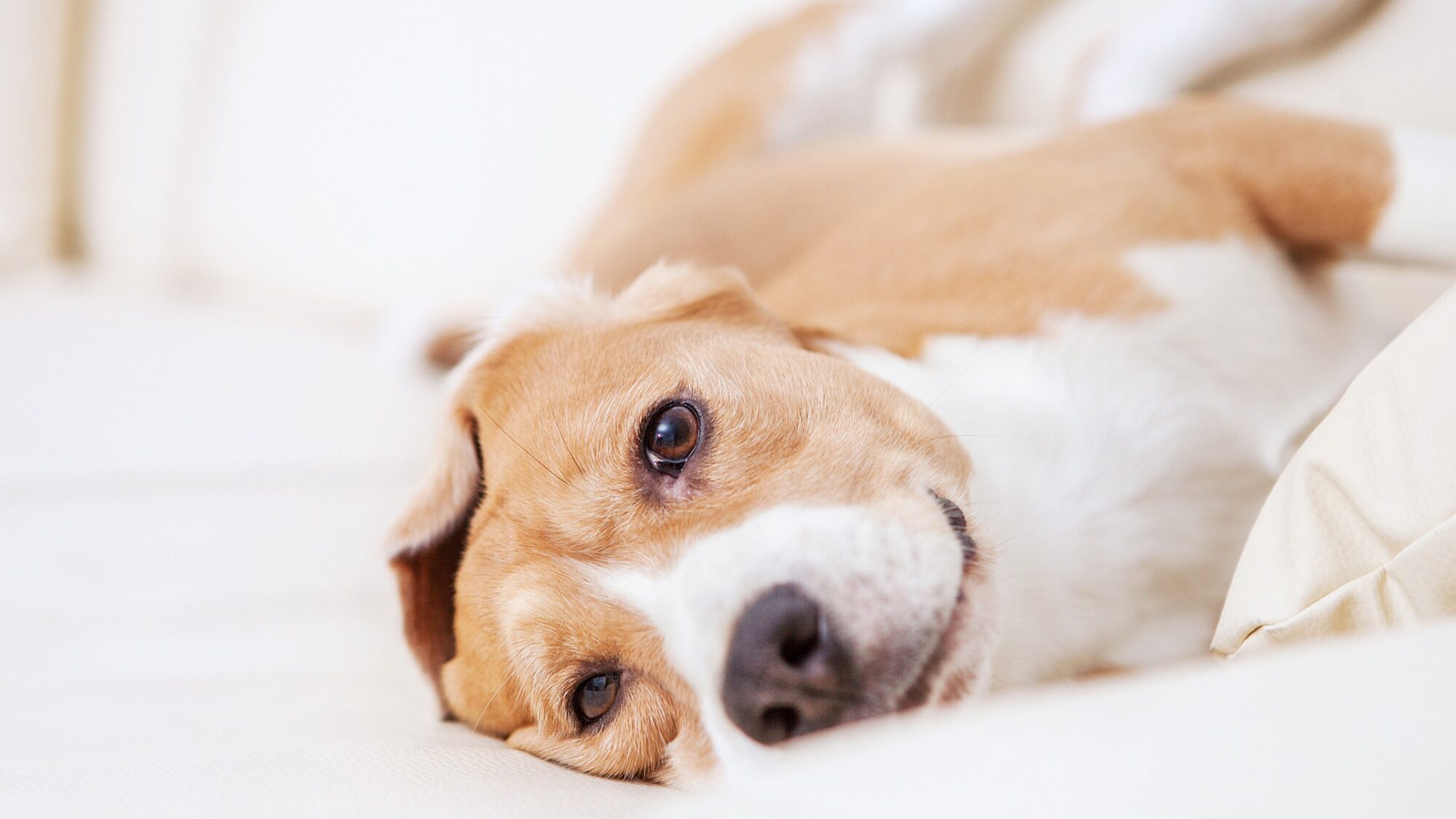 Dog resting on neatly made hotel bedding inside a guest room