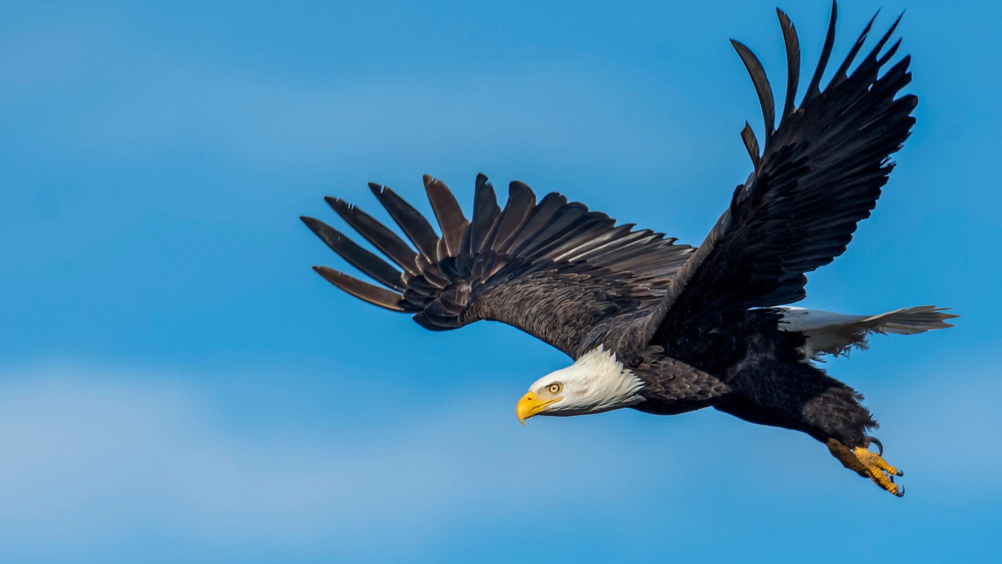 Bald eagle soaring in blue sky above Valemount wilderness