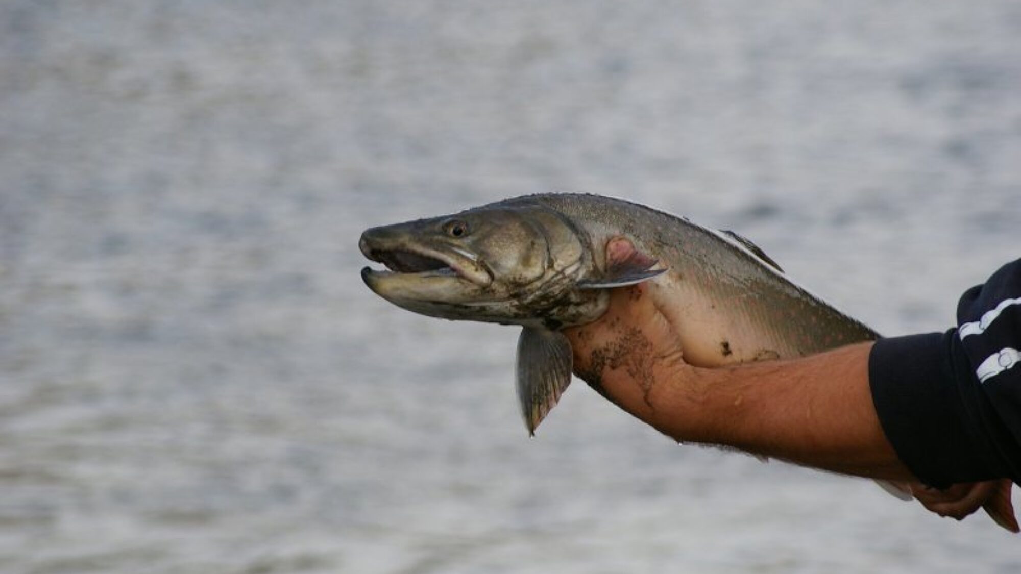 Freshly caught fish held above the water during a fishing trip in Valemount