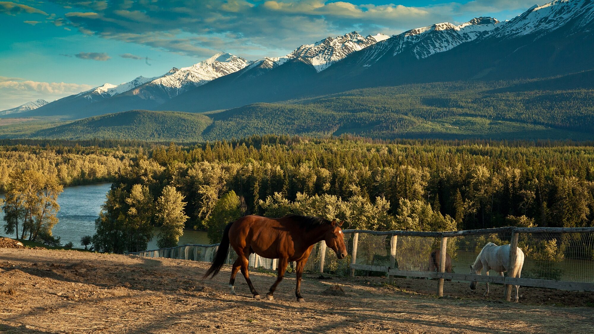 Horses in a fenced pasture overlooking Valemount mountains and river