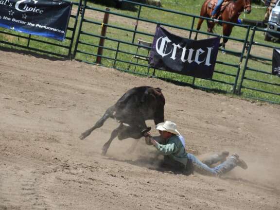 Bull riding action at Canoe Mountain Rodeo & Exhibition with rider falling in the arena