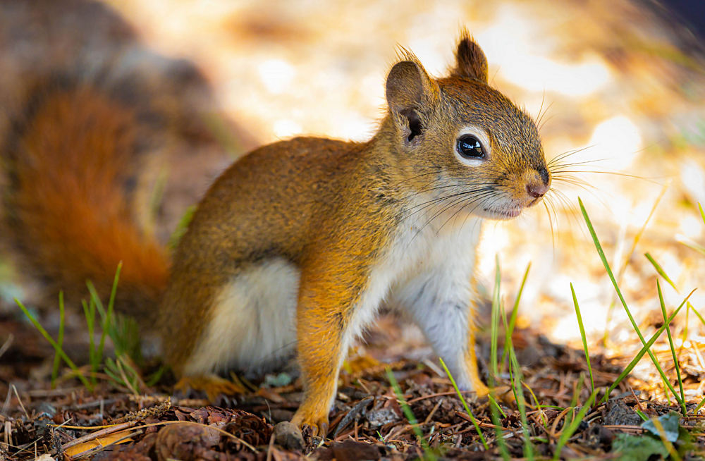Squirrel - Nature's Powder Prophets of Valemount