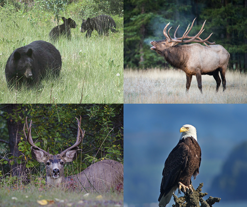 Wildlife in Valemount British Columbia